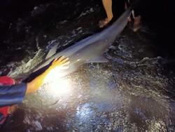 13 Lumba-lumba Terdampar di Pantai Batu Tumpeng Bali, 2 Alami Luka