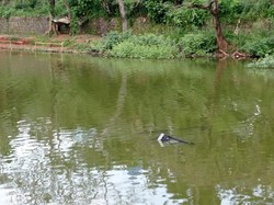 Pilot-Siswa Berenang ke Tepian Usai Pesawat Latih Jatuh di Danau Cibubur