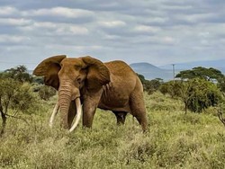 Kenya Bikin Sensus Satwa Liar Besar-besaran, Buat Apa Sih?