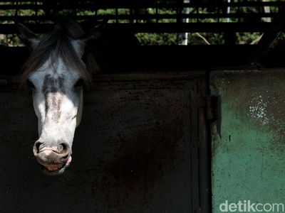 Mengintip Perawatan Kuda di Pamulang