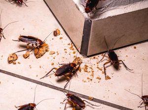 5 Cara Mudah Basmi Kecoak di Rumah, Bisa Pakai Sabun Cuci Piring 5 Cara Mudah Basmi Kecoak di Rumah, Bisa Pakai Sabun Cuci Piring