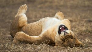 Tingkah Hewan yang Kocak dalam Comedy Wildlife Photography Awards
