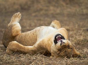 Tingkah Hewan yang Kocak dalam Comedy Wildlife Photography Awards Tingkah Hewan yang Kocak dalam Comedy Wildlife Photography Awards