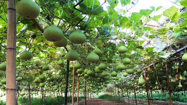 Hyotan Lamp Jepang Hyotan lamp merupakan lampu asal Jepang yang terbuat dari labu jenis gourd. Kulit gourd sudah dikeringkan dilubangi membentuk suatu pola digunakan sebagai penutup lampu sehigga pendar cahaya lampu membentuk pola tersebut.