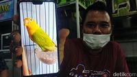 Ini Dia Love Bird yang Ditukar Honda CRV Oleh Pria Lamongan