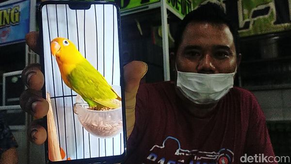 Ini Dia Love Bird yang Ditukar Honda CRV Oleh Pria Lamongan