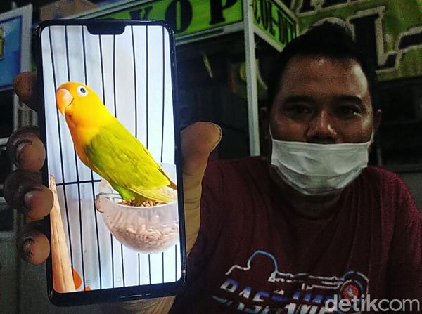 Ini Dia Love Bird yang Ditukar Honda CRV Oleh Pria Lamongan