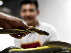 Klaim Makan Daging Ular Berbisa Bisa Cegah COVID-19, Pria Ini Ditangkap Polisi