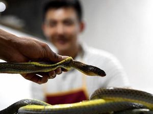Klaim Makan Daging Ular Berbisa Bisa Cegah COVID-19, Pria Ini Ditangkap Polisi Klaim Makan Daging Ular Berbisa Bisa Cegah COVID-19, Pria Ini Ditangkap Polisi