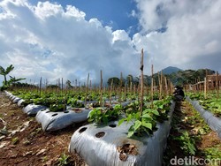 Petani Milenial di Lembang: Hanya Diresmikan, Enggak Ada Kelanjutan