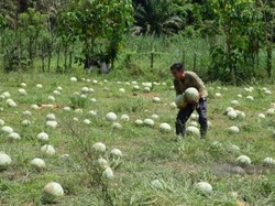 Imbas Pandemi, Petani Ini Bagikan 20 Ton Semangka Gratis