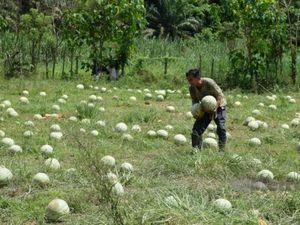 Imbas Pandemi, Petani Ini Bagikan 20 Ton Semangka Gratis Imbas Pandemi, Petani Ini Bagikan 20 Ton Semangka Gratis