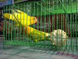 Pria Ini Rela Tukar Honda CR-V dengan Sepasang Burung Love Bird