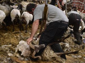 Begini Lho Cara Mencukur Bulu Domba Sebelum jadi Wol