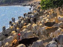 Potret Dusun Terpencil di Situbondo: Tanpa Listrik, Tapi Warga Punya Ribuan Sapi