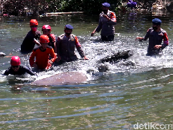 Duyung Terdampar di Pantai Parepare, Evakuasi Berjalan Dramatis