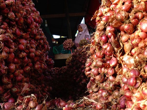 Harga Bawang Merah Turun di Tingkat Petani
