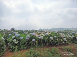 Puncak Brakseng, Permadani Alam Khas Batu Malang