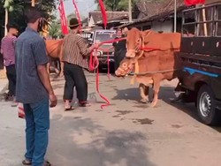 Cerita Sapi Beranak yang Jadi Seserahan Pernikahan Sultan Nganjuk