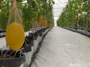 Di Sini lah Lahan Pertanian Teknologi Infus yang Diunggah Ridwan Kamil