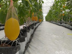 Di Sini lah Lahan Pertanian Teknologi Infus yang Diunggah Ridwan Kamil