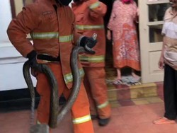 Ular Sanca 3 Meter Ditemukan di Plafon Warung Bakso di Surabaya