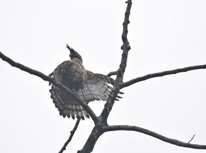 Elang Jawa Langka, Kamu Bisa Bantu Ini agar Tetap Lestari