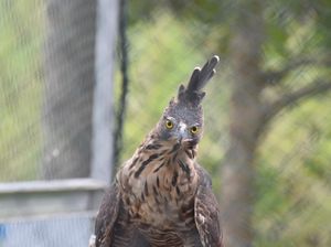 Elang Jawa Langka, Keberadaannya Dimonitor dari Sukabumi