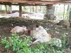 Kambing Mati Misterius Sudah Tiga Kali Terjadi di Banyuwangi