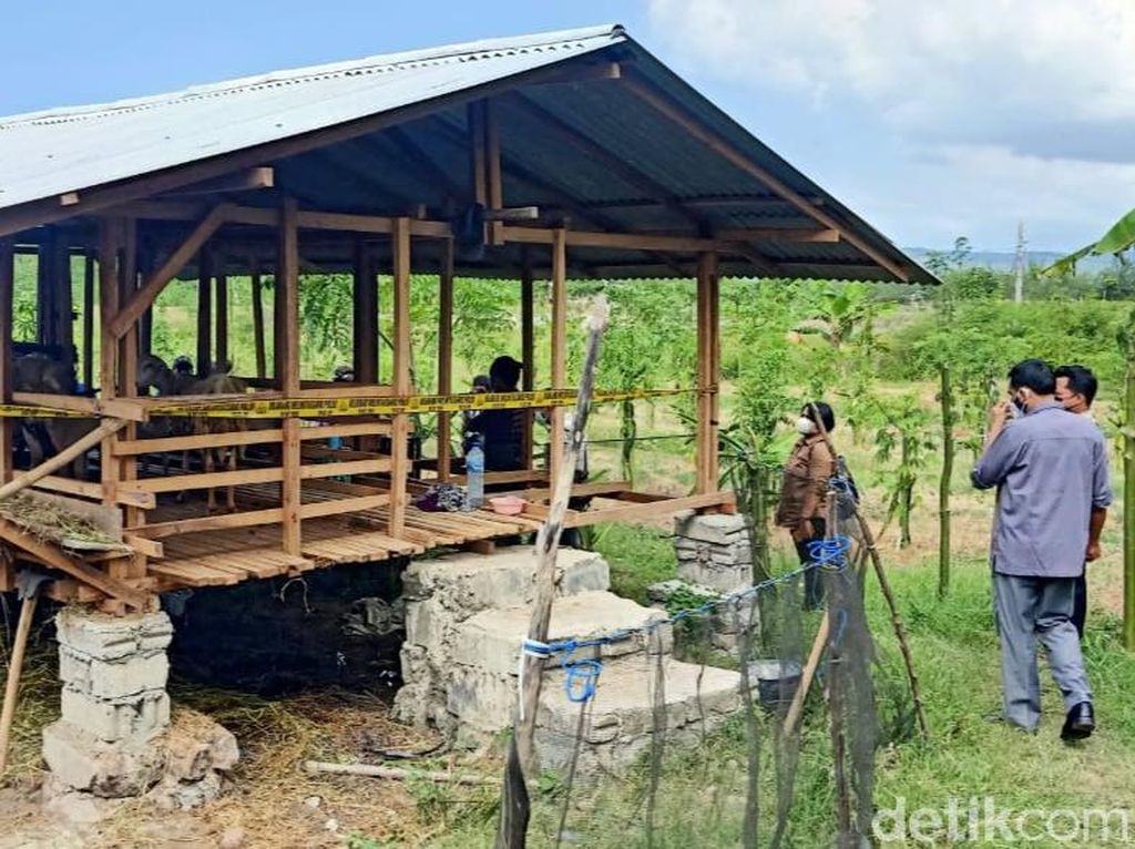 5 Kambing Mati Misterius di Banyuwangi, Ini Cara Cegah Serangan Binatang Buas 5 Kambing Mati Misterius di Banyuwangi, Ini Cara Cegah Serangan Binatang Buas