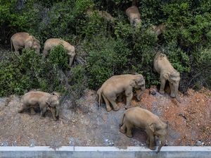 Virus Mematikan Hantui Gajah di Kebun Binatang Eropa dan Amerika Utara Virus Mematikan Hantui Gajah di Kebun Binatang Eropa dan Amerika Utara