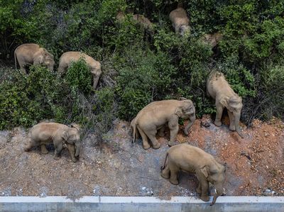 Kawanan Gajah Liar Ancam Keamanan Warga di China