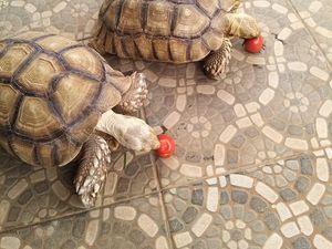 Kasus Pencurian Kura-kura Rp 90 Juta di Bogor, Polisi: Belum Ada Laporan