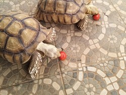 Kasus Pencurian Kura-kura Rp 90 Juta di Bogor, Polisi: Belum Ada Laporan