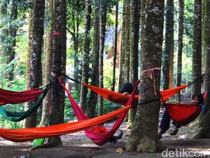 Lepas Penat Kala Pandemi di Hutan Damar Sukabumi Lepas Penat Kala Pandemi di Hutan Damar Sukabumi