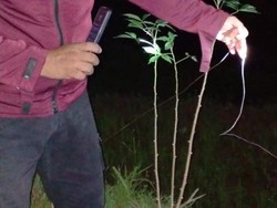 Pasutri di Sinjai Tewas Tersengat Listrik Perangkap Babi di Kebun Sendiri