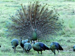Burung Merak Hijau Ujung Kulon Bisa Dilihat Pagi atau Sore