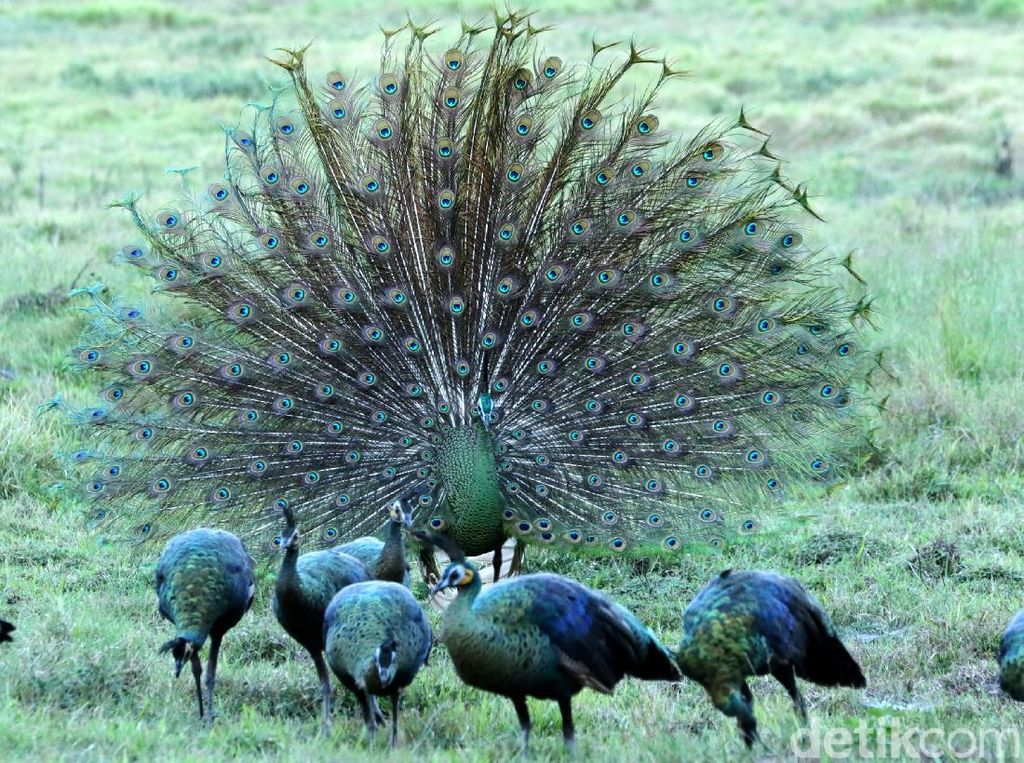 Burung Merak Hijau Ujung Kulon Bisa Dilihat Pagi atau Sore Burung Merak Hijau Ujung Kulon Bisa Dilihat Pagi atau Sore