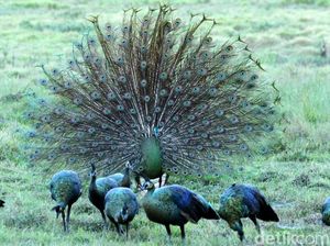 Burung Merak Hijau Ujung Kulon Bisa Dilihat Pagi atau Sore Burung Merak Hijau Ujung Kulon Bisa Dilihat Pagi atau Sore