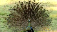 Cantiknya Ekor Burung Merak Saat Mekar