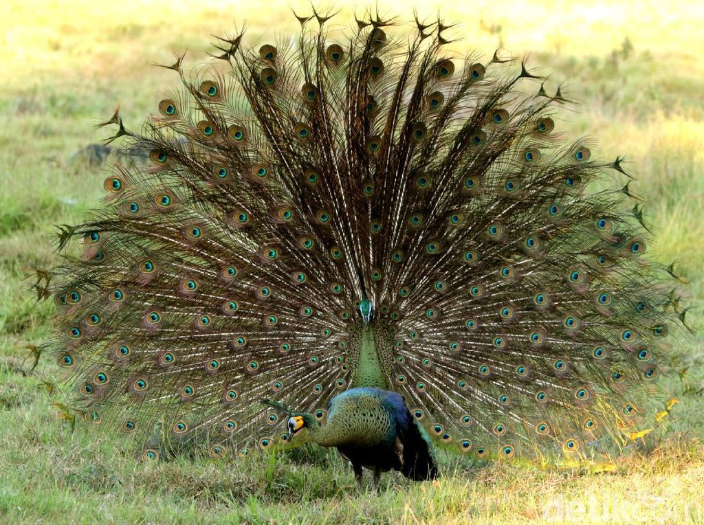 Cantiknya Ekor Burung Merak Saat Mekar Cantiknya Ekor Burung Merak Saat Mekar