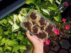 Top! Mahasiswa IPB Bikin Es Krim Ramah Lingkungan, Apa Rasanya? Top! Mahasiswa IPB Bikin Es Krim Ramah Lingkungan, Apa Rasanya?