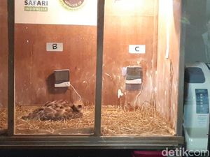 Melihat Pengembangbiakan Elang Jawa, si Jambul Kuning Emas-Identik dengan Simbol Negara