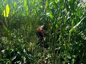 Petani Milenial Cianjur Banyak yang Mundur, Kini Tersisa 4 Orang Petani Milenial Cianjur Banyak yang Mundur, Kini Tersisa 4 Orang