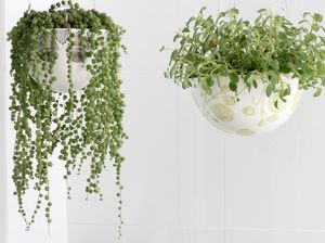 10 Tanaman Hias Gantung Tahan Panas dan Tidak Mudah Layu