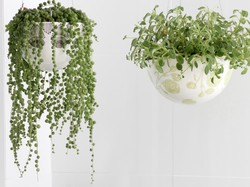 10 Tanaman Hias Gantung Tahan Panas dan Tidak Mudah Layu