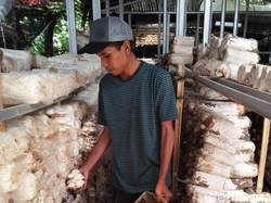 Budi Daya Jamur Tiram, Petani Milenial Sukabumi Sukses Raup Cuan