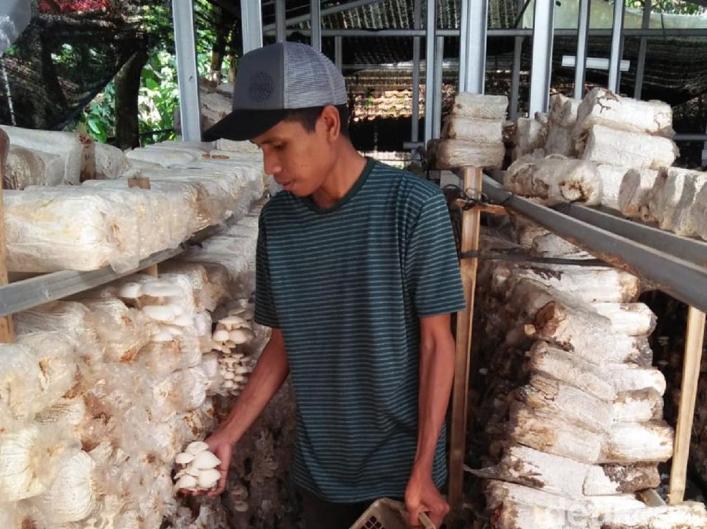 Budi Daya Jamur Tiram, Petani Milenial Sukabumi Sukses Raup Cuan Budi Daya Jamur Tiram, Petani Milenial Sukabumi Sukses Raup Cuan