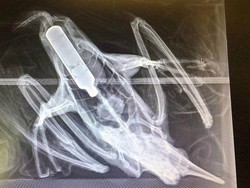 Kasihan, Burung di Kebun Binatang Ini Mati Gegara Telan Vape