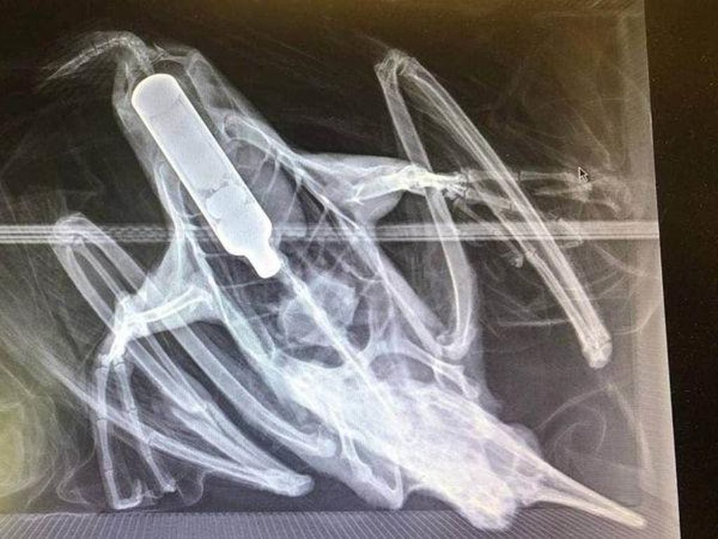 Kasihan, Burung di Kebun Binatang Ini Mati Gegara Telan Vape Kasihan, Burung di Kebun Binatang Ini Mati Gegara Telan Vape